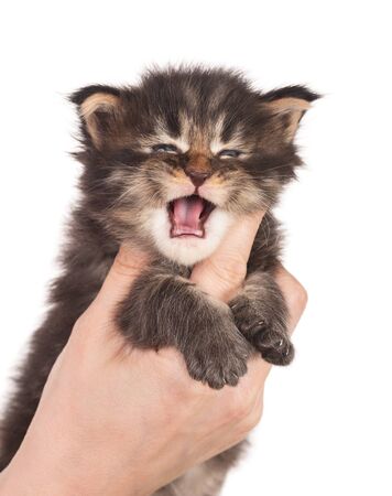 Fluffy Maine Coon kitten on the female hand isolated over white backgroundの写真素材
