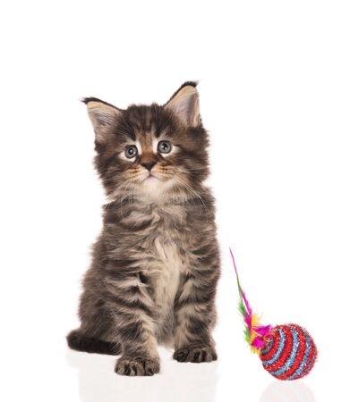 Fluffy Maine Coon kitten isolated over white backgroundの写真素材