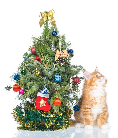 Fluffy Maine Coon kitten with New Year spruce isolated over white backgroundの写真素材
