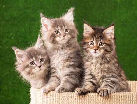 Maine Coon kittens on the scratching-stone over green grass backgroundの写真素材