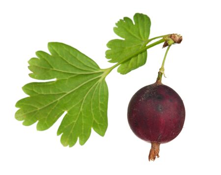 Ripe fresh gooseberries with leaves isolated on white backgroundの写真素材