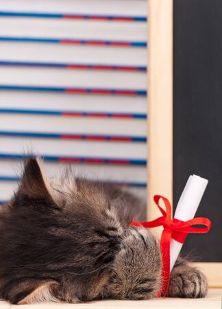 Tired little kitten with school accessories waits for vacationの写真素材