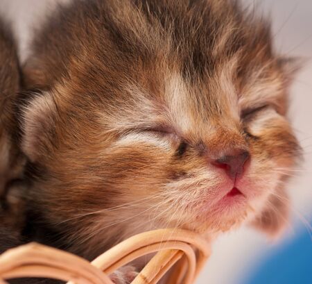 Portrait of asleep cute little kitten in the wicker basket close-upの写真素材