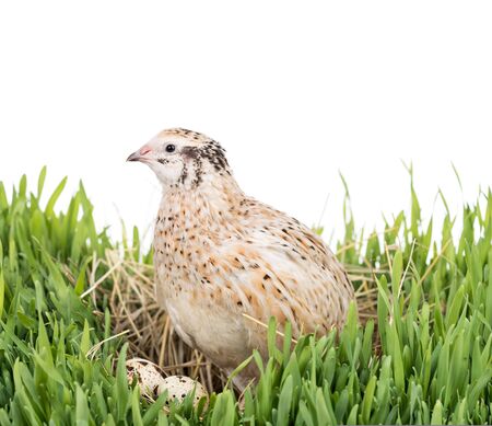 Cute young quail in the straw nest on the grass over white backgroundの写真素材