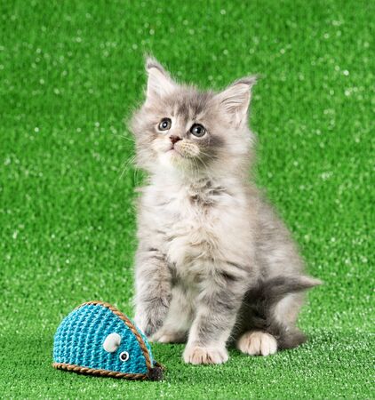 Maine Coon kitten with toy mouse over green grass backgroundの写真素材