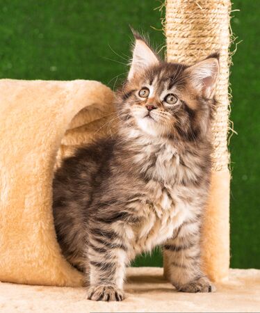 Maine Coon kitten on the scratching-stone over green grass backgroundの写真素材
