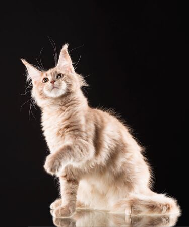 Fluffy Maine Coon kitten over black backgroundの写真素材