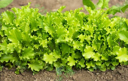 Fresh young green lettuce over organic soil backgroundの写真素材
