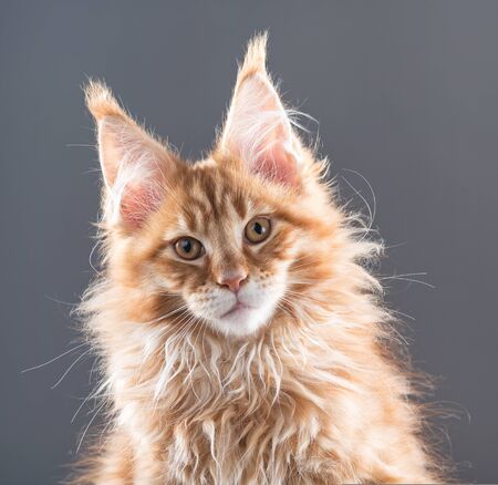 Portrair of cute fluffy Maine Coon kitten over grey backgroundの写真素材