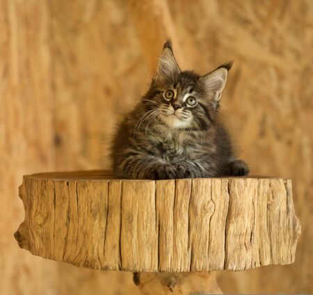 Cute Maine Coon kitten on the stump in the open-air cageの写真素材