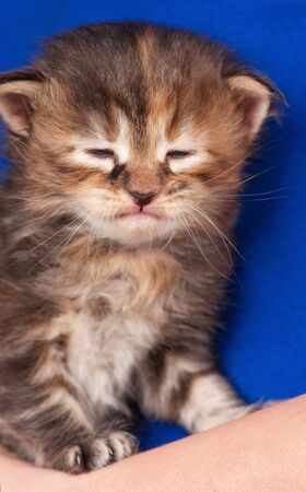 Cute little kitten in the human's hands over blue backgroundの写真素材