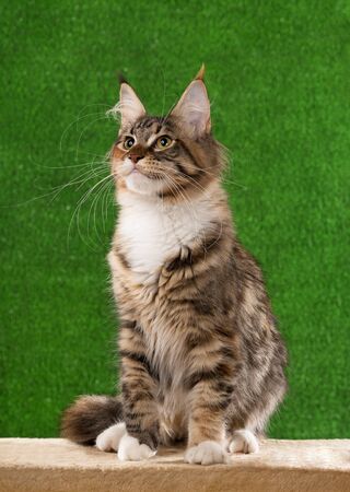 Maine Coon kitten on the scratching-stone over green grass backgroundの写真素材