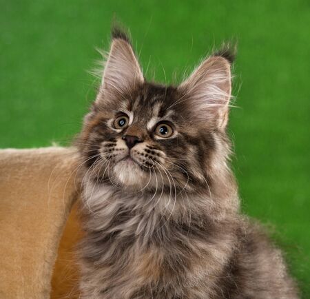Portrait of Maine Coon kitten over green grass backgroundの写真素材