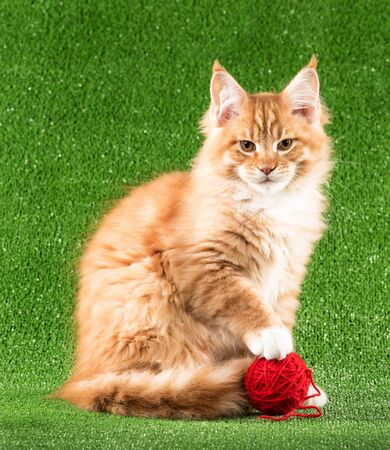 Serious Maine Coon kitten walks over green grass backgroundの写真素材