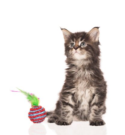 Fluffy Maine Coon kitten isolated over white backgroundの写真素材