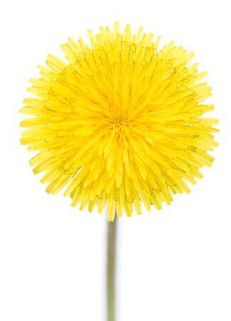 Bright young yellow dandellion flower isolated over white backgroundの写真素材