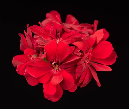 Fresh bright red geranium over black backgroundの写真素材