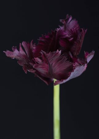 Bright dark terry tulip with leaves over black backgroundの写真素材