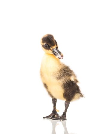 Cute little duckling isolated over white backgroundの写真素材