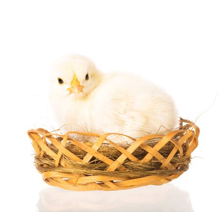 Cute newborn chicken in the wicker basket isolated over white backgroundの写真素材