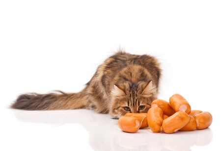 Hungry siberian cat biting delicious sausages over white backgroundの写真素材
