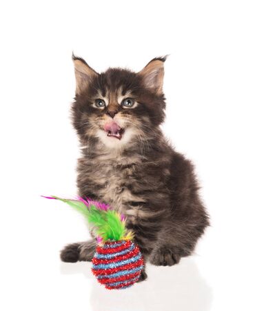 Fluffy Maine Coon kitten isolated over white backgroundの写真素材