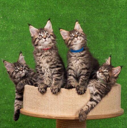 Maine Coon kittens on the scratching-stone over green backgroundの写真素材
