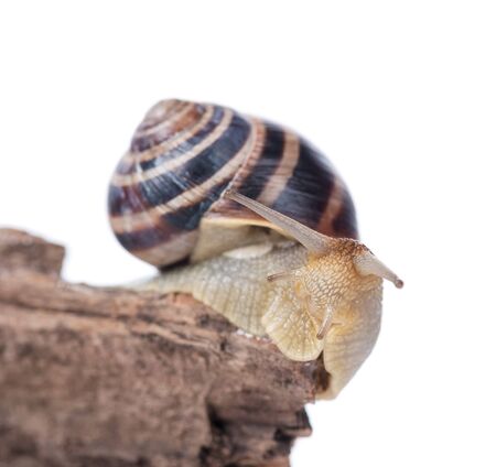Bright cute snail on the old stub isolated over white backgroundの写真素材