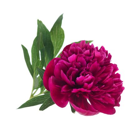Bright red pion flower with green leaves isolated over white backgroundの写真素材