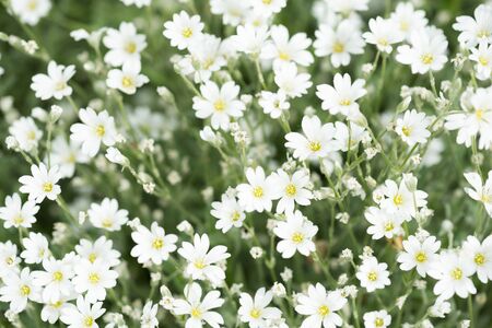 Bright white flowers with yellow stamens on a black backgroundの写真素材