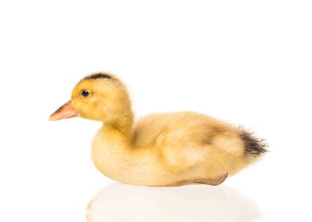 Cute little duckling isolated over white backgroundの写真素材