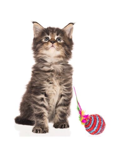 Fluffy Maine Coon kitten isolated over white backgroundの写真素材