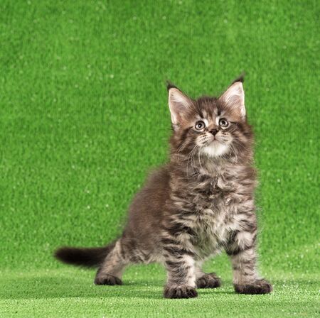 Serious Maine Coon kitten walks over green grass backgroundの写真素材