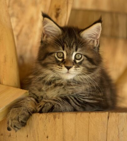 Cute Maine Coon kitten on the stump in the open-air cageの写真素材