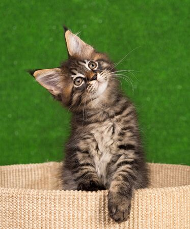Maine Coon kitten on the scratching-stone over green grass backgroundの写真素材