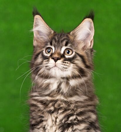 Portrait of Maine Coon kitten over green grass backgroundの写真素材