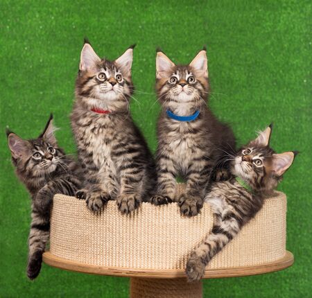 Maine Coon kittens on the scratching-stone over green backgroundの写真素材