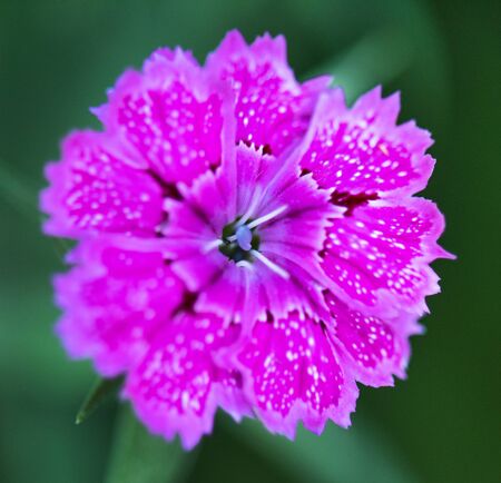 Bright purple clove flower over green leaves backgroundの写真素材