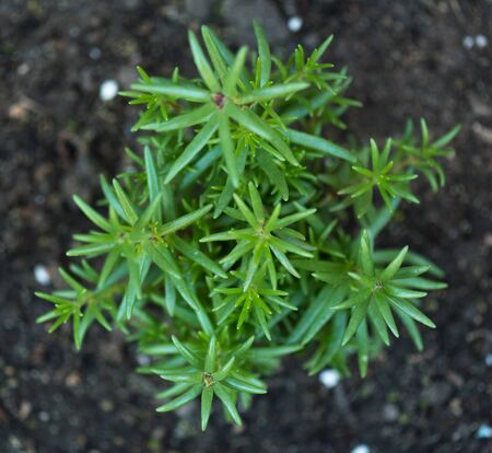 Bright green plant over organic soil backgroundの写真素材
