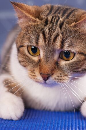 Cute adult tabby with long moustaches over blue backgroundの写真素材