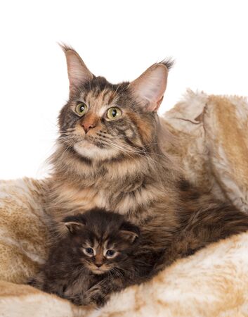 Cute Maine Coon cat with little kitten over white backgroundの写真素材