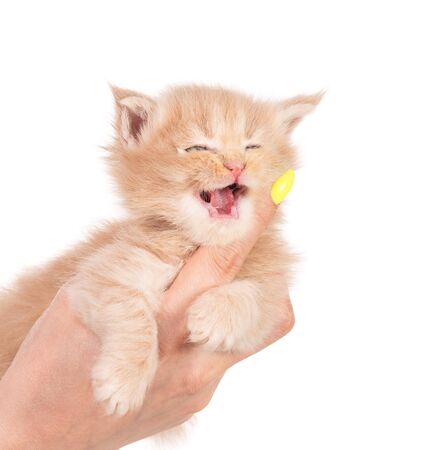 Fluffy Maine Coon kitten on the female hand isolated over white backgroundの写真素材