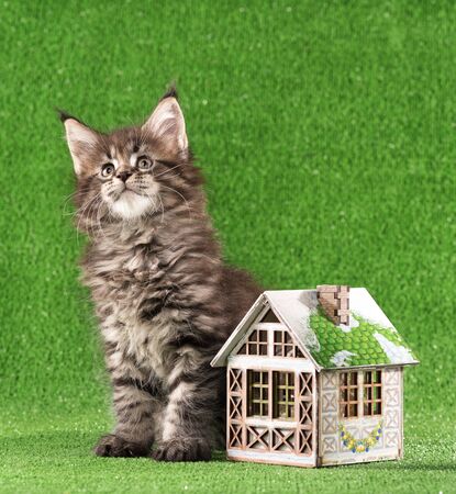 Serious Maine Coon kitten with toy house over green grass backgroundの写真素材