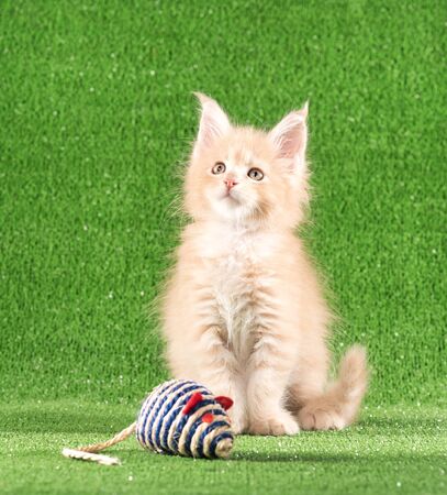 Serious Maine Coon kitten with toy mouse over green grass backgroundの写真素材