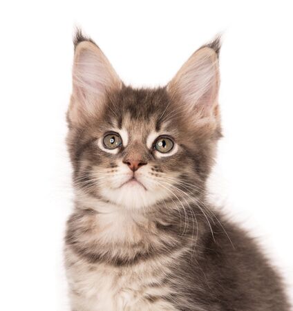 Fluffy Maine Coon kitten isolated over white backgroundの写真素材