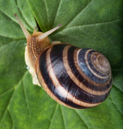 Bright cute snail over green leaf background close-upの写真素材