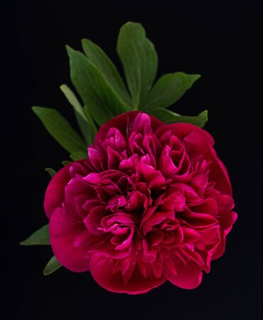 Bright red pion flower with green leaves over black backgroundの写真素材