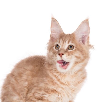 Fluffy Maine Coon kitten licking its lips isolated over white backgroundの写真素材