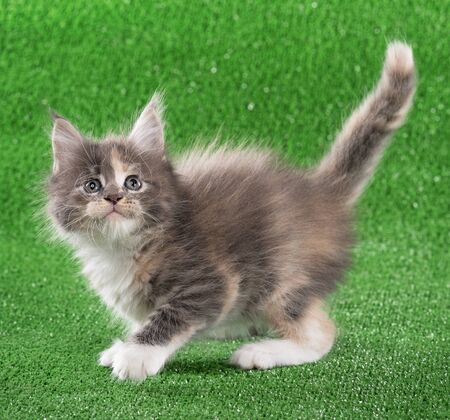 Serious Maine Coon kitten with toy mouse over green grass backgroundの写真素材