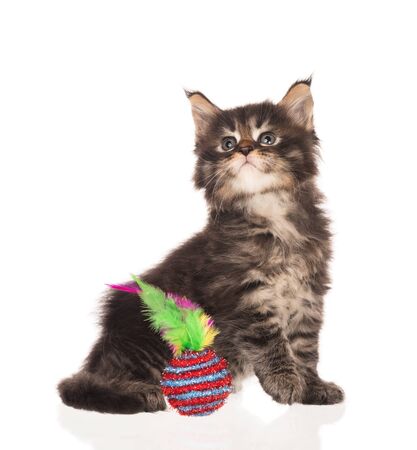 Fluffy Maine Coon kitten isolated over white backgroundの写真素材